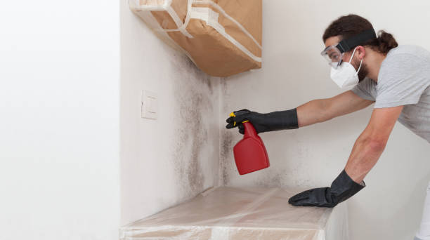 Professional Basement Mold Removal technician working in Nunn, CO