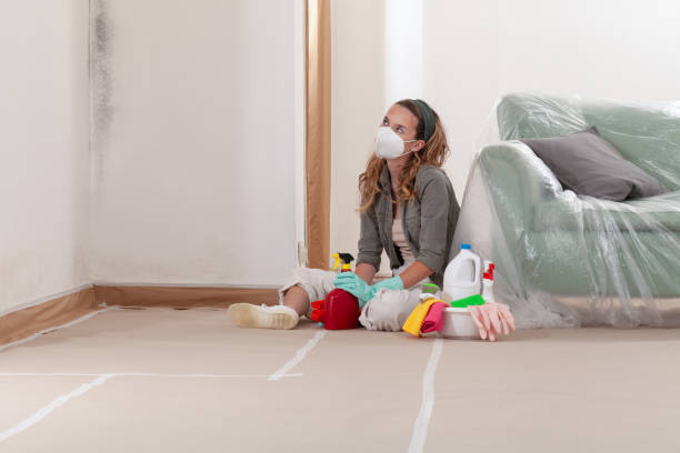 Reliable Basement Mold Removal contractor in Nunn, CO by WQB Mold Removal