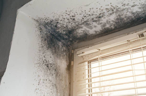 Affordable Basement Mold Removal solutions in Nunn, CO